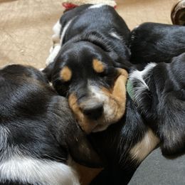 Basset Hound Puppies from Angus Acres Basset Hounds