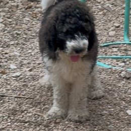 Johnny - Merle-sable male Saint Berdoodle puppy in San Antonio, Texas from Mammoth Doodles