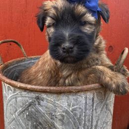 Soft Coated Wheaten Terrier Puppies from Kayos Kennel
