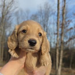 Cream boy 1 - Cream male Dachshund puppy in West Plains, Missouri from Spring Creek Dachshunds