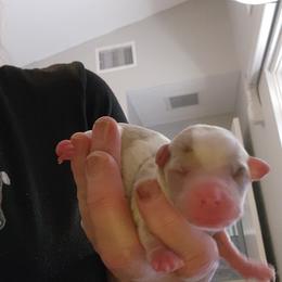 DANCER - Merle male Chihuahua puppy in Fort Myers, Florida from Legends Frenchton's, French Bulldogs ,Boston Terriers, Reindeer chihuahuas & French Bullhuahua's