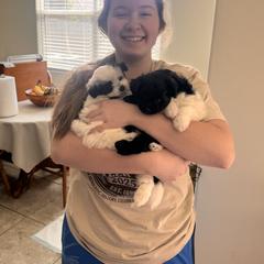 Assorted Doodle Crosses Puppies from Kendra’s Georgia Peach Pomapoos