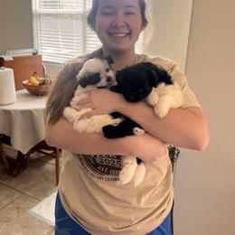 Assorted Doodle Crosses Puppies from Kendra’s Georgia Peach Pomapoos