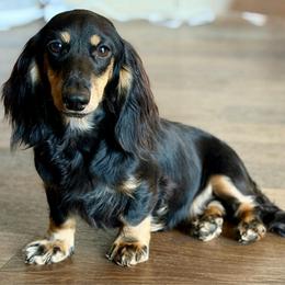 Koe - Dachshund