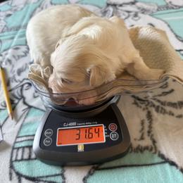 Lupini - Cream female Havanese puppy in Hudson, New York from Havanese of Claverack and Hudson Valley Labradors