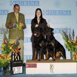 Rottweiler All Grown Up from Krafthaus Rottweilers