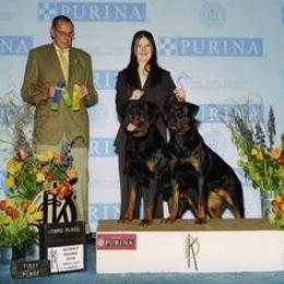 Rottweiler All Grown Up from Krafthaus Rottweilers