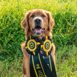 Nico - Golden Retriever