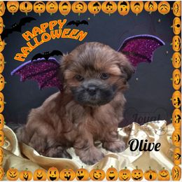 Shih Tzu Puppies from Loyal Shih Tzu