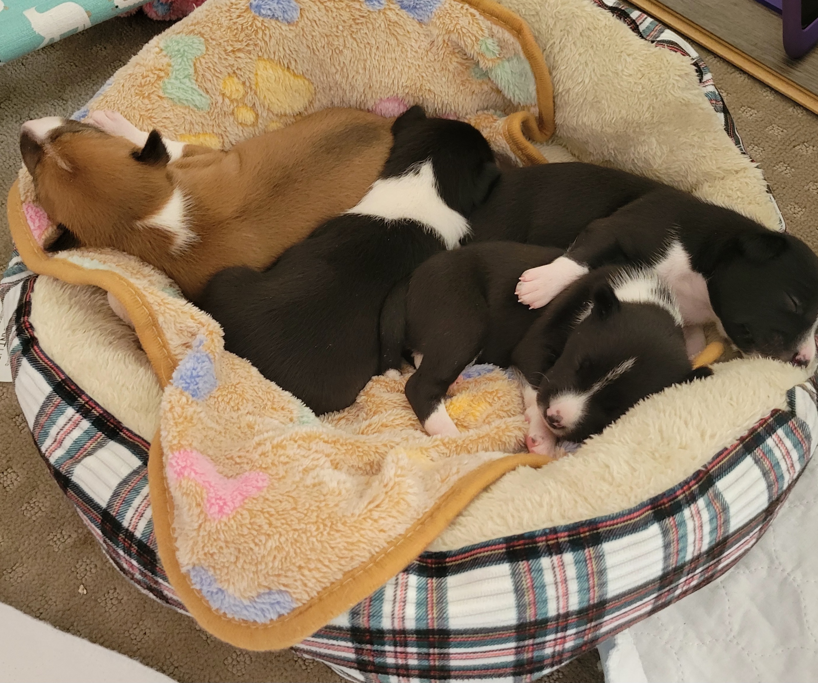 Basenji Puppies from Maererano Basenjis