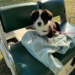 Cardigan Welsh Corgi Puppies from Leather & Lace