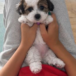 BETTY - Parti female Maltipoo puppy in Sugar Land, Texas from Celebrity Maltipoos