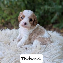 Thidwick - Blenheim male Cavapoo puppy in Amboy, Indiana from Wag'in Tails