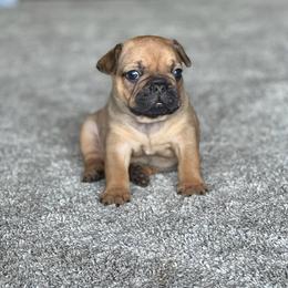 French Bulldog Puppies from Spindle City Frenchies