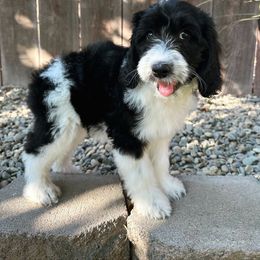 Girl 1 - Goldendoodle puppy in Modesto, California from Two Doods Doodles