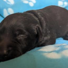Boy 3 - Labrador Retriever puppy in Omaha, Nebraska from DeBruin Labrador Retrievers