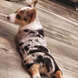 American Corgis from TKCS Kajun Corgis