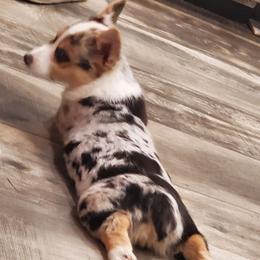 American Corgis from TKCS Kajun Corgis