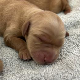 Golden Retriever puppies from Royal Red Retrievers