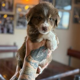 Bronco - Red tri-color male Miniature American Shepherd puppy in Tucson, Arizona from Outlaw Minis