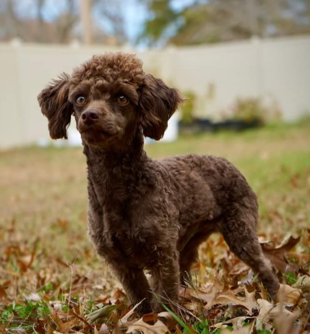 Azzy - Poodle