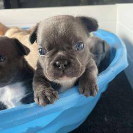Maverick - Brindle male French Bulldog puppy in North Branch, Minnesota from Halverson Bulldogges