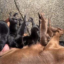 Black3 - Black female Labrador Retriever puppy in Beresford, South Dakota from Big Sioux Retrievers