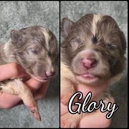 Glory - Blue merle and white female Shetland Sheepdog puppy in Lebanon, Tennessee from Henotic Homestead's Shetland Sheepdogs