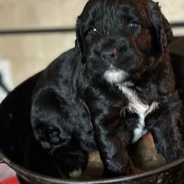 Boy 5 - male Portuguese Water Dog puppy in Houston, Texas from Magellan Portuguese Water Dogs
