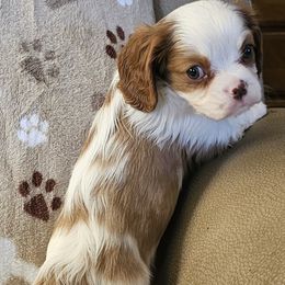 Girl 1 - female Cavalier King Charles Spaniel puppy in Eau Claire, Wisconsin from B&C Wigglebutts