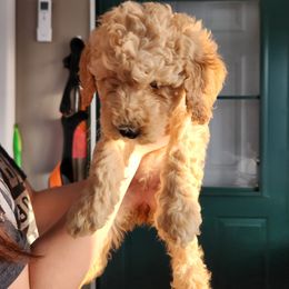 Goldendoodle Puppies from Deerbrook Goldendoodles