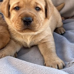 Boy - Green Collar - Yellow male Labrador Retriever puppy in Beaverdam, Virginia from Gold Heart Labradors