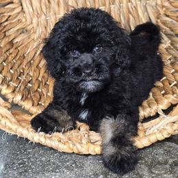 Sadie - Black and white female Bernedoodle puppy in Cleveland, Georgia from Jam's Doodles And Poodles