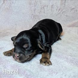 Hazel - Brown and tan female Cockapoo puppy in Sunset, Louisiana from Cano Cockapoos