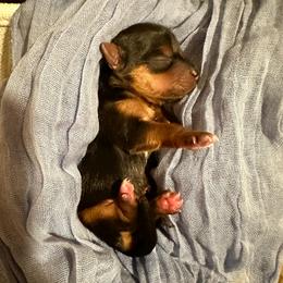 Arrow (AKC Tiny) - Black and tan male Yorkshire Terrier puppy in Fairview, West Virginia from Prims Puppies LLC