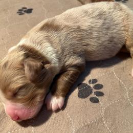 Tortellini Girl 1 (Hydrangea) - Red merle female Australian Shepherd puppy in Johnson City, Tennessee from St. Isidore Australian Shepherds