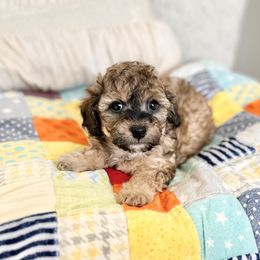 Maltipoo Puppies from Gem Puppies