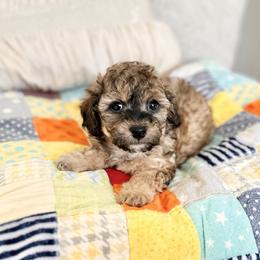Maltipoo Puppies from Gem Puppies