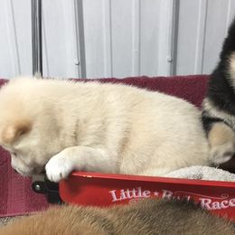 Maltese, Poodles, Shiba Inu, and Shih Tzus from Windmill Creek Puppies