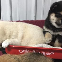 Maltese, Poodles, Shiba Inu, and Shih Tzus from Windmill Creek Puppies