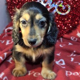 Boy 3 - male Dachshund puppy in Polo, Missouri from Cool Runnin Dachshunds