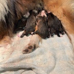 Boy 1 - Sable and white male Shetland Sheepdog puppy in Woodbury, Pennsylvania from Mejimo