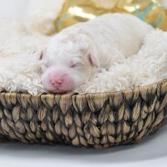 Border Collie and Bordoodle Puppies from Oregon Bordoodles