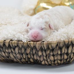 Border Collie and Bordoodle Puppies from Oregon Bordoodles