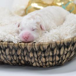 Border Collie and Bordoodle Puppies from Oregon Bordoodles