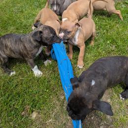 American Pit Bull Terrier Puppies from Barajas Family Ranch