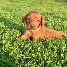 Female 7 - Golden rust female Vizsla puppy in Windsor, Maine from Pleasant Ridge