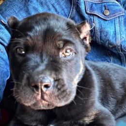 Cane Corso Puppies from El Jefe Corsos