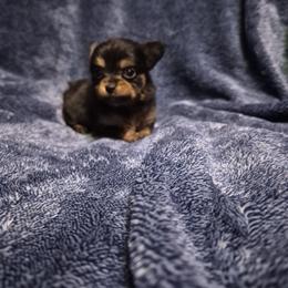 Girl black tan - Black and tan female Chihuahua puppy in Williamsburg, Virginia from Chloe & Friends
