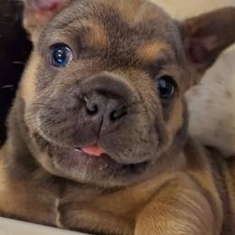 French Bulldogs from Edge Kennels